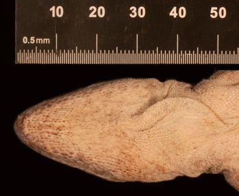 Media type: image;   Herpetology R-6164
